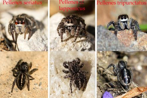 Pellenes sp.